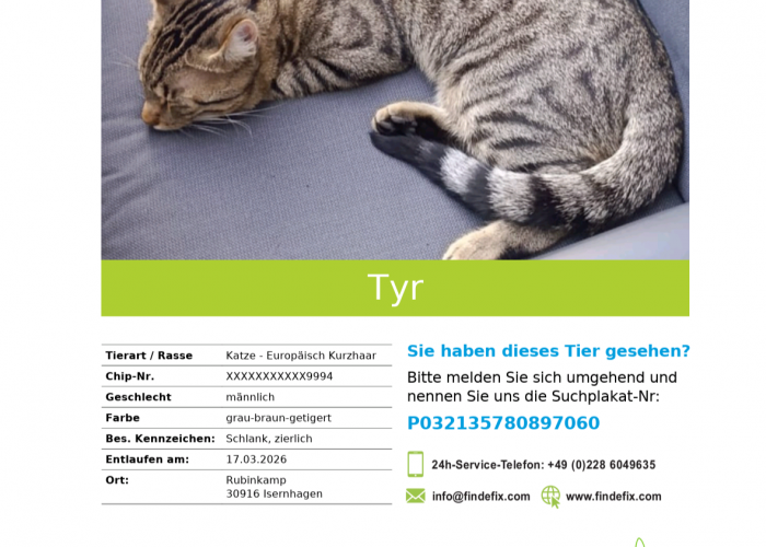 Katze, EKH, Tyr, Tierheim Burgdorf