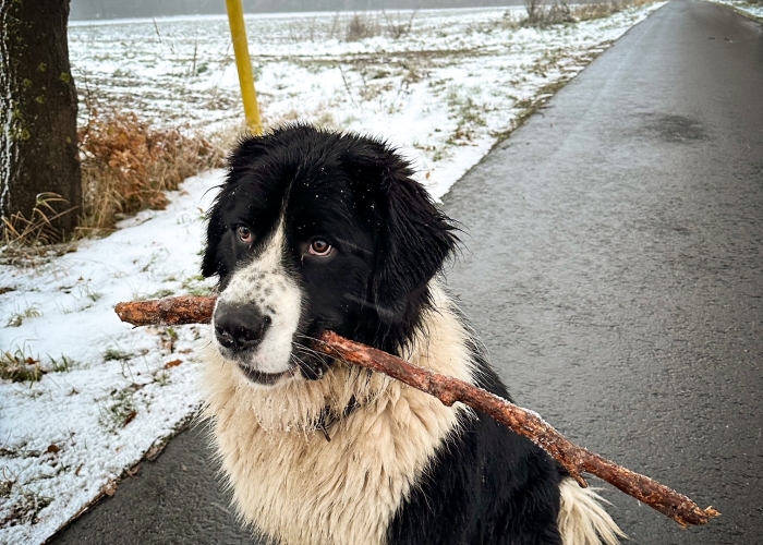 Landseer-Berner-Sennen-Mix-Hund, Odin, Tierheim Burgdorf