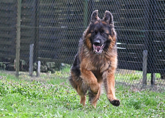 Deutscher Schäferhund-Hund, Gunny, Tierheim Burgdorf