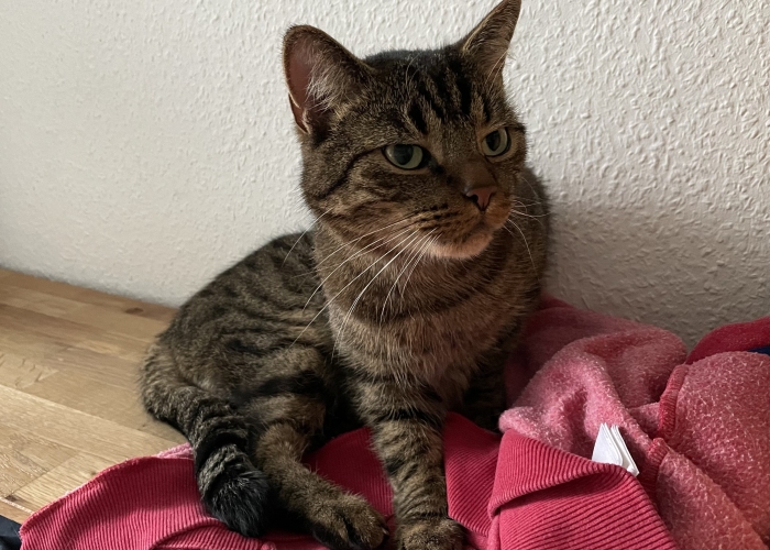 EKH-Katze, , Tierheim Burgdorf