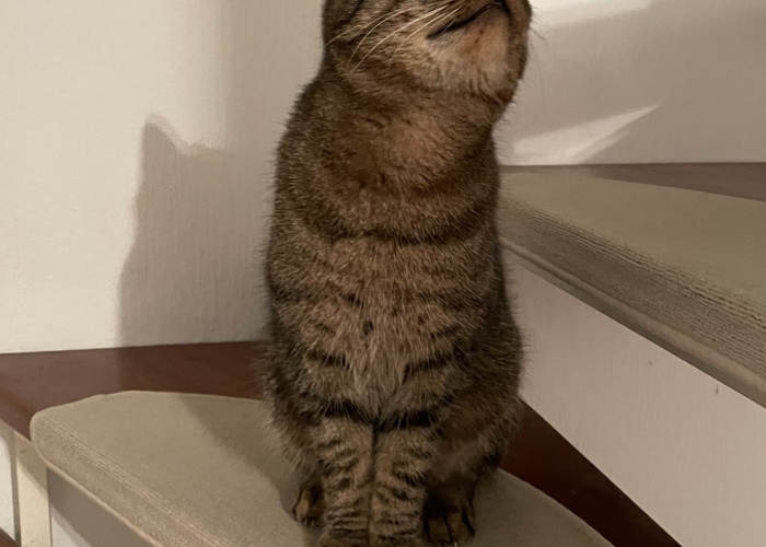 EKH-Katze, , Tierheim Burgdorf