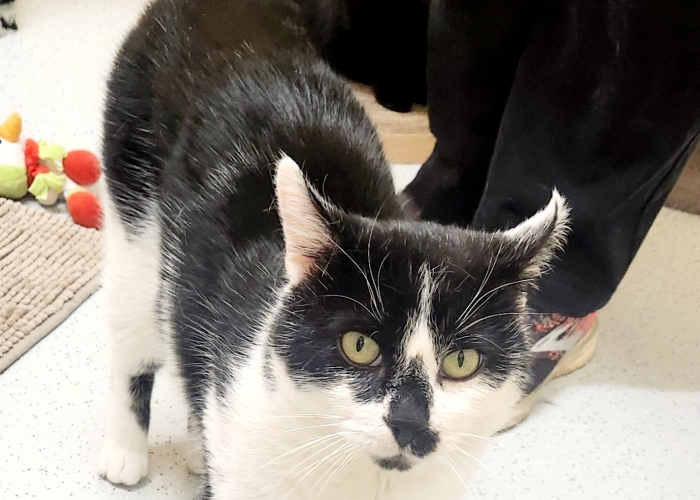 Katze, EKH, Anjo, Tierheim Burgdorf