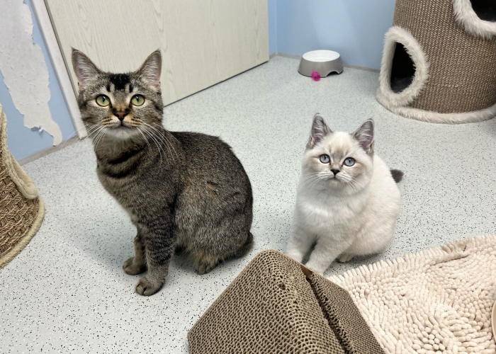 Katze, BKH-Mix, Filoumena und Fadrina, Tierheim Burgdorf