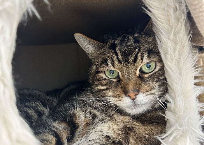 Katze, EKH-Mix, Gismo, Tierheim Burgdorf