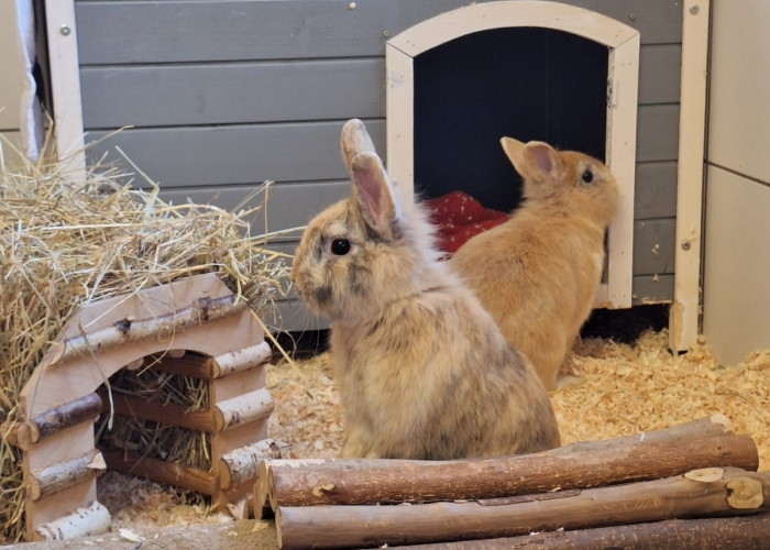 Kleintier, Löwenkopf Mix, Gustav und Gerd, Tierheim Burgdorf
