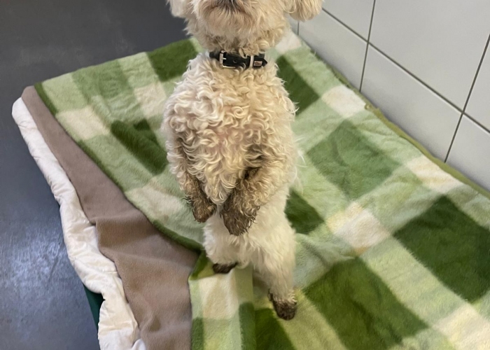 Malteser-Mischling-Hund, Justin Wueterich, Tierheim Burgdorf