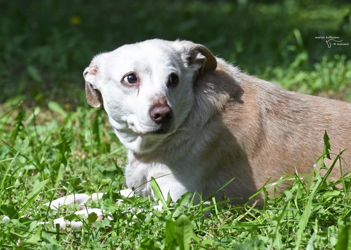 Labrador-Mix-Hund, Luzzi, Tierheim Burgdorf