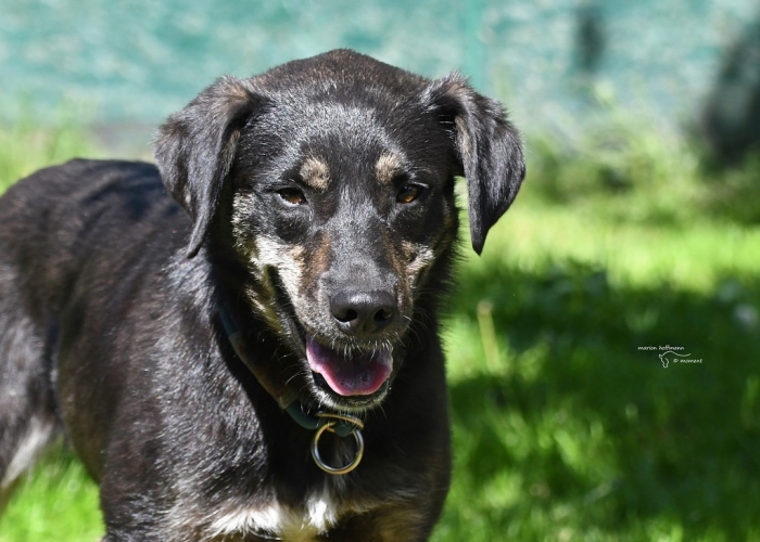 Hund, Mischling , Senara, Tierheim Burgdorf