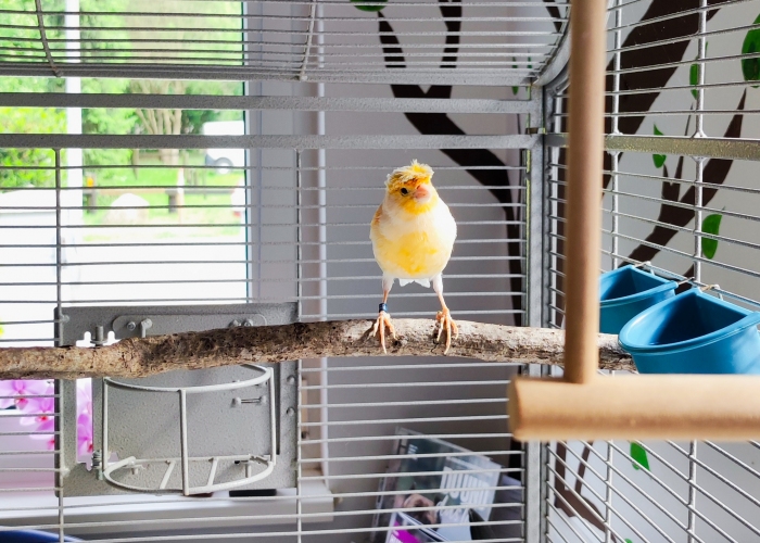 Vogel, Kanarienvogel, Habitak, Tierheim Burgdorf