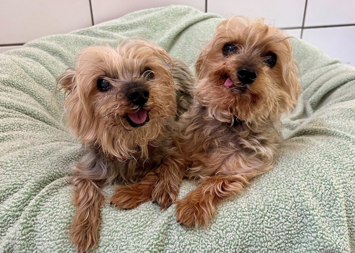 Hund, Yorkshire-Terrier, Nick und Simon , Tierheim Burgdorf