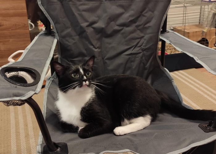 Katze, , Hugo, Tierheim Burgdorf