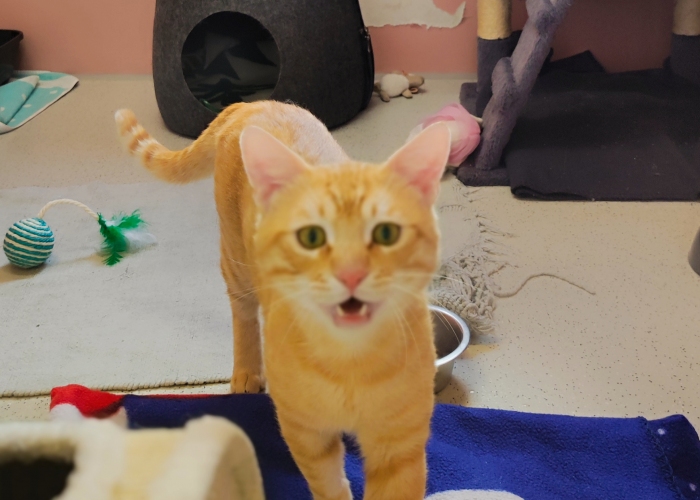 Katze, EKH, Horty, Tierheim Burgdorf