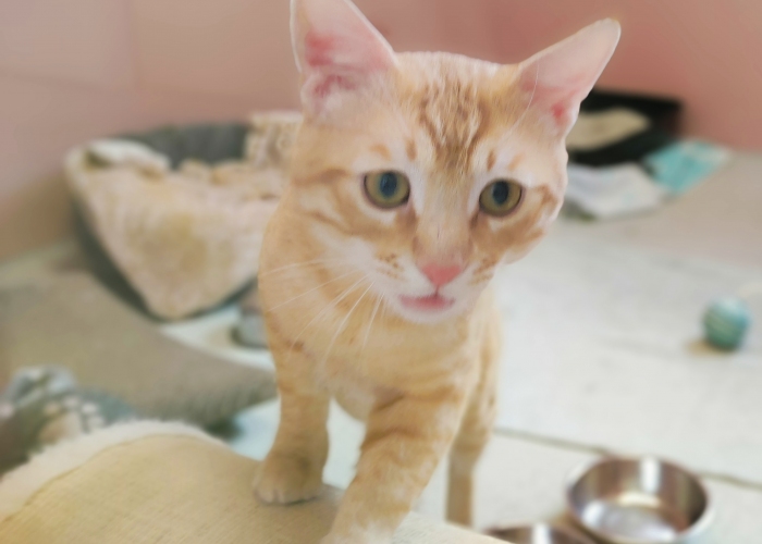 EKH-Katze, Horty, Tierheim Burgdorf