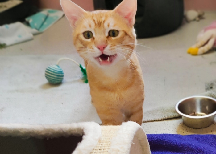 EKH-Katze, Horty, Tierheim Burgdorf