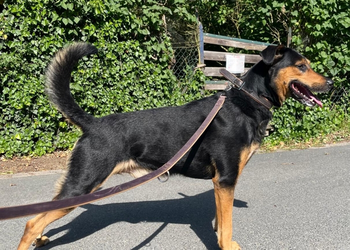 Hund, Bracken-Mix, Erwin, Tierheim Burgdorf