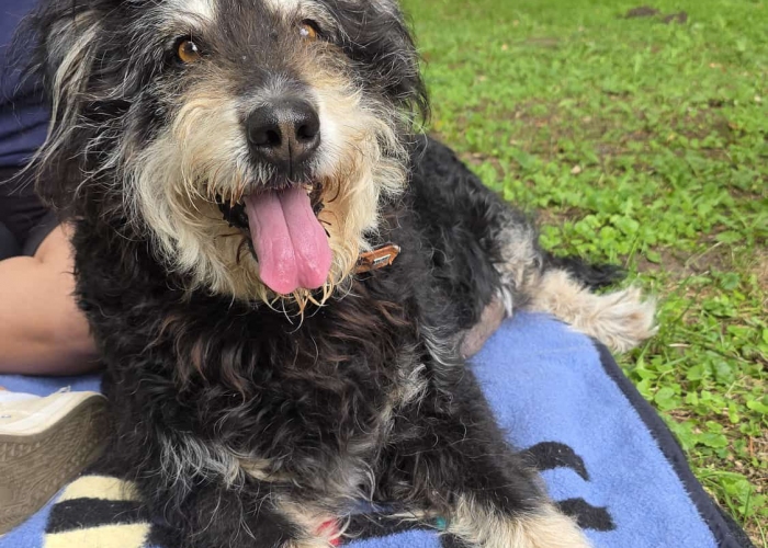 Hund, Mischling, Leyla, Tierheim Burgdorf