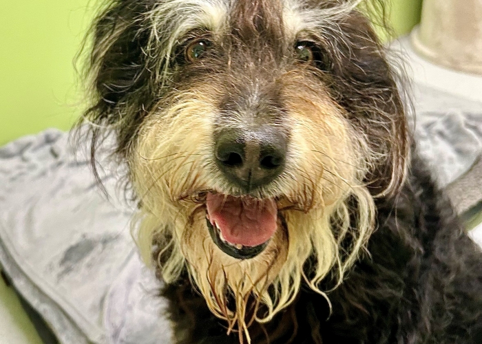 Mischling-Hund, Leyla, Tierheim Burgdorf