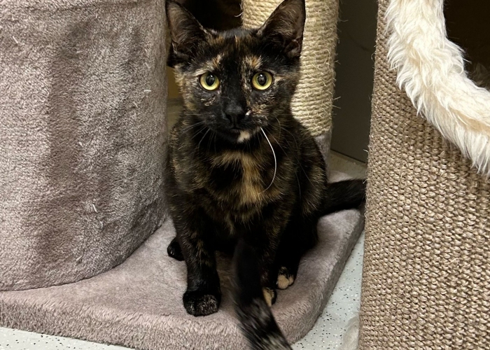 Katze, EKH, Belana, Tierheim Burgdorf