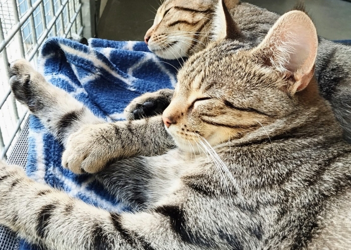 Katze, EKH, Eliot und Ernesto, Tierheim Burgdorf