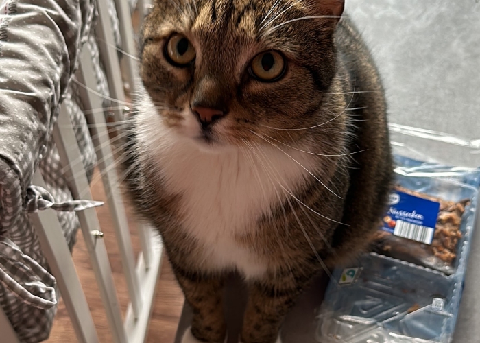 Katze, Hauskatze, Maja, Tierheim Burgdorf