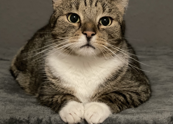 Hauskatze-Katze, Maja, Tierheim Burgdorf