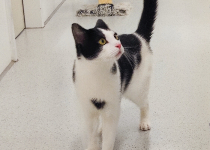 Katze, EKH, Gellert, Tierheim Burgdorf