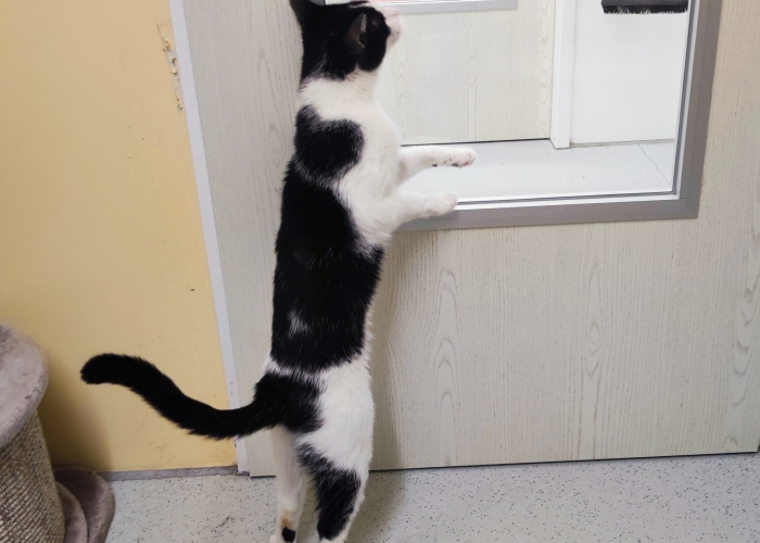 EKH-Katze, Gellert, Tierheim Burgdorf
