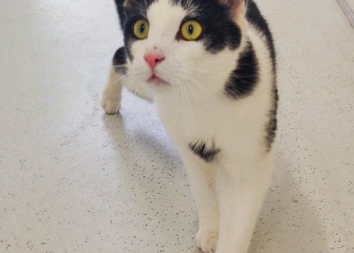 EKH-Katze, Gellert, Tierheim Burgdorf
