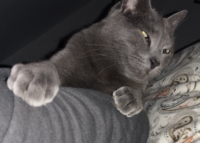Katze, Russisch Blau/ Britisch Kurzhaar, Balu, Tierheim Burgdorf