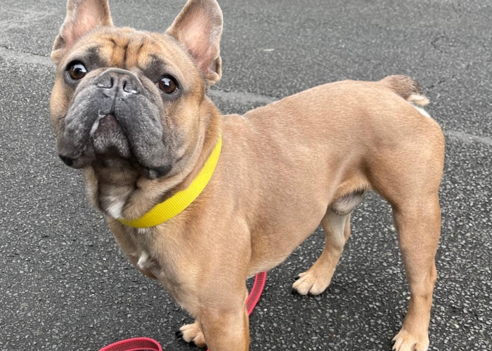 Hund, Französische Bulldogge, Akela, Tierheim Burgdorf