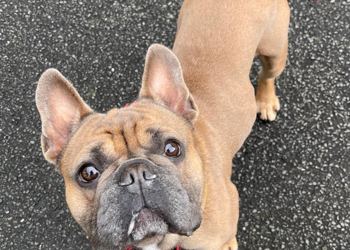 Französische Bulldogge-Hund, Akela, Tierheim Burgdorf