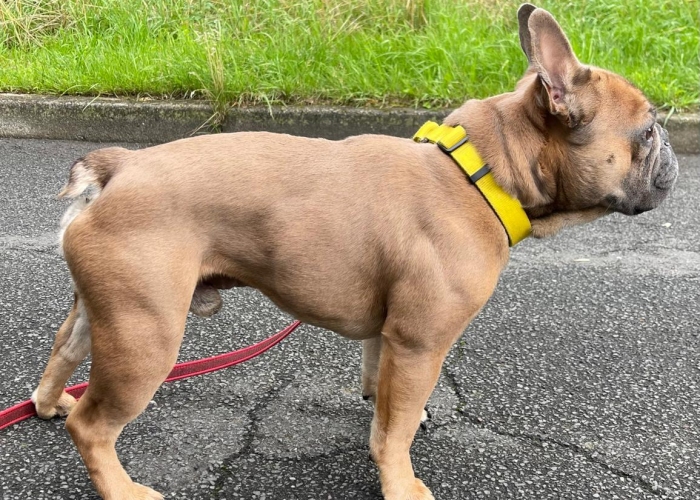 Französische Bulldogge-Hund, Akela, Tierheim Burgdorf