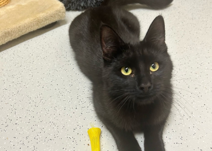 EKH-Katze, Bölge und Berto, Tierheim Burgdorf