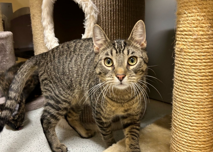 Katze, EKH, Azar, Tierheim Burgdorf