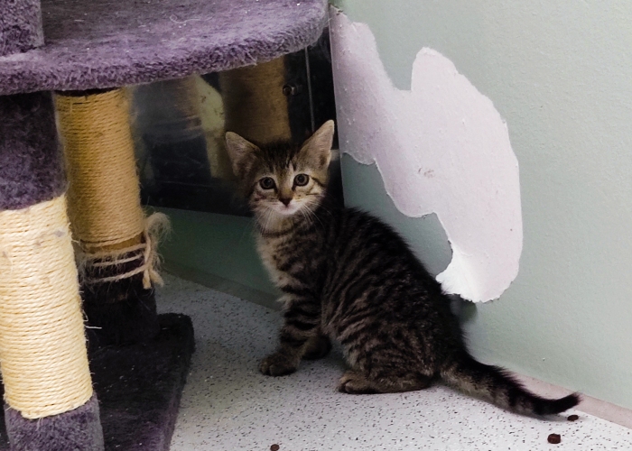 EKH-Katze, Zephyr und Rhea, Tierheim Burgdorf