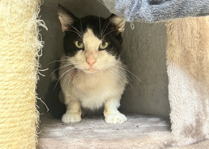Katze, EKH, Cedric, Tierheim Burgdorf
