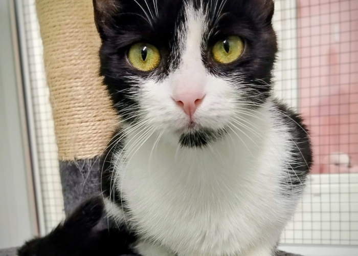 Katze, EKH, Donna, Tierheim Burgdorf