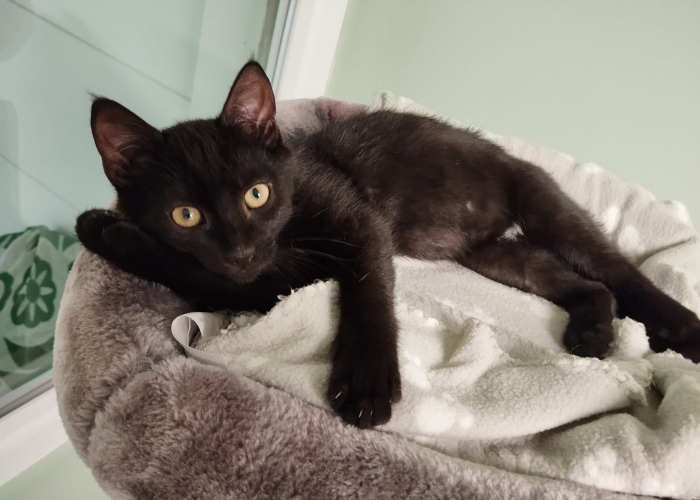 Katze, , Blinzel, Tierheim Burgdorf