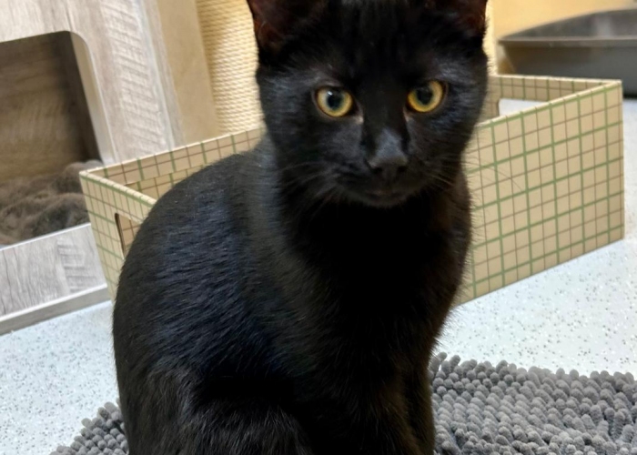 Katze, EKH, Tigro, Tierheim Burgdorf