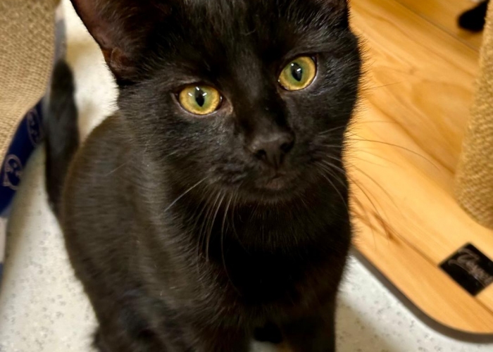 EKH-Katze, Tigro, Tierheim Burgdorf