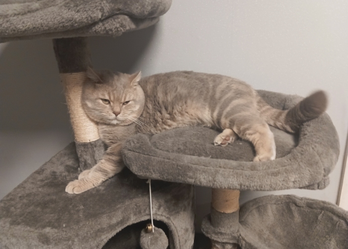 Katze, BKH, Lokum, Tierheim Burgdorf