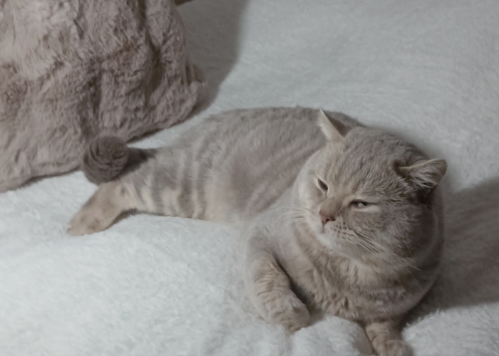 BKH-Katze, Lokum, Tierheim Burgdorf