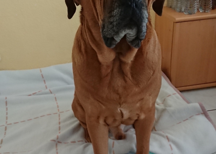 Hund, Mastiff Mix, Buddy, Tierheim Burgdorf