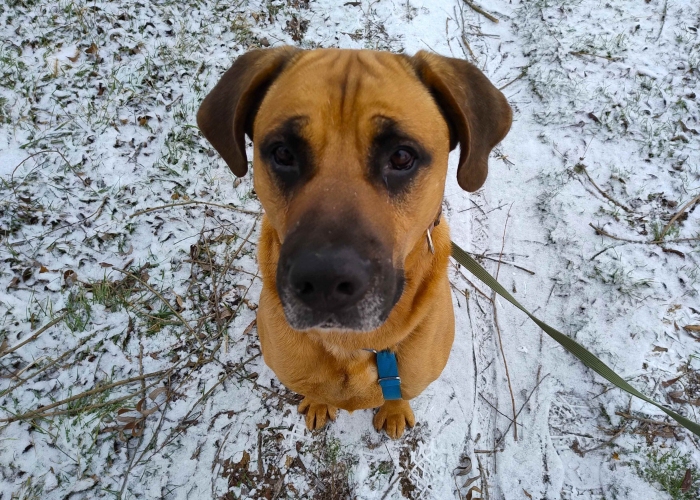 Schäferhund-Ridgeback Mischling-Hund, Balu, Tierheim Burgdorf