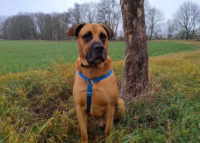Hund, Schäferhund-Ridgeback Mischling, Balu, Tierheim Burgdorf