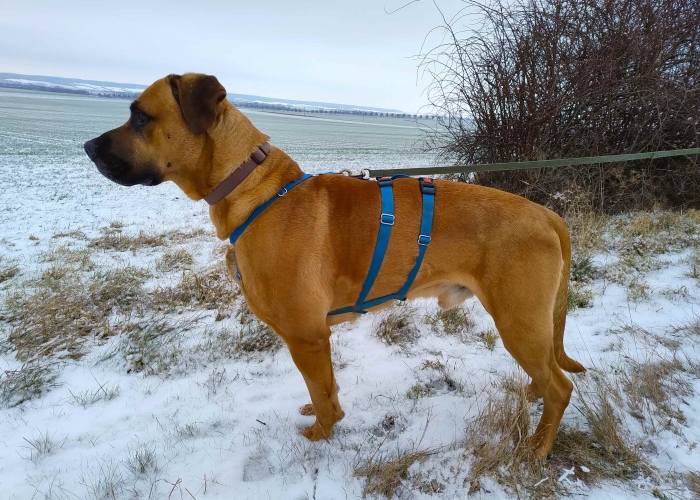 Schäferhund-Ridgeback Mischling-Hund, Balu, Tierheim Burgdorf