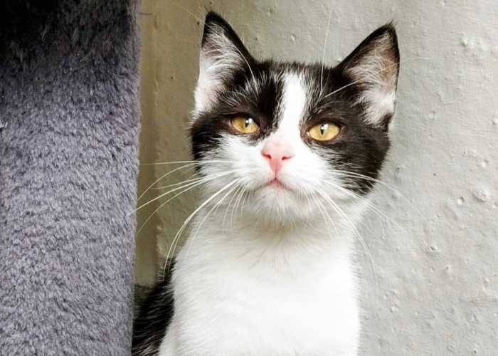 EKH-Mix-Katze, Florentine und Blinzela, Tierheim Burgdorf