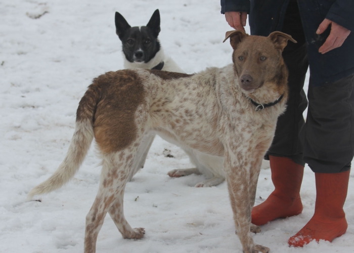 Mischling-Hund, Taavi, Tierheim Burgdorf