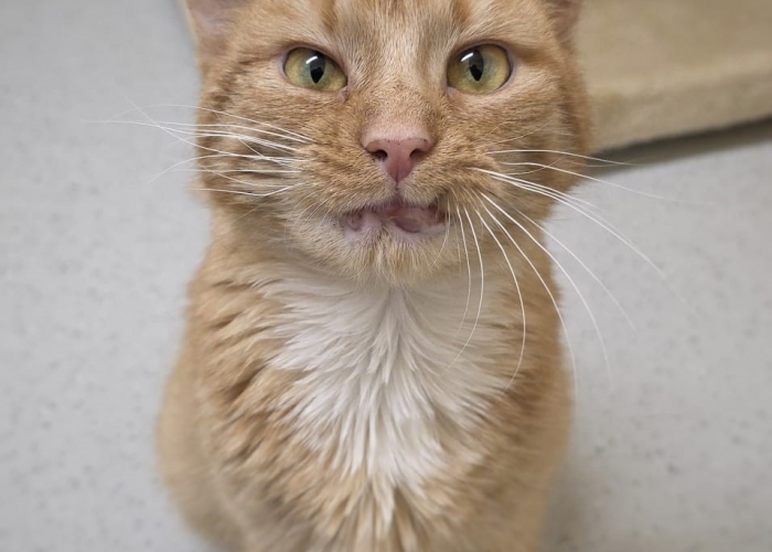 EKH-Katze, Gregor, Tierheim Burgdorf