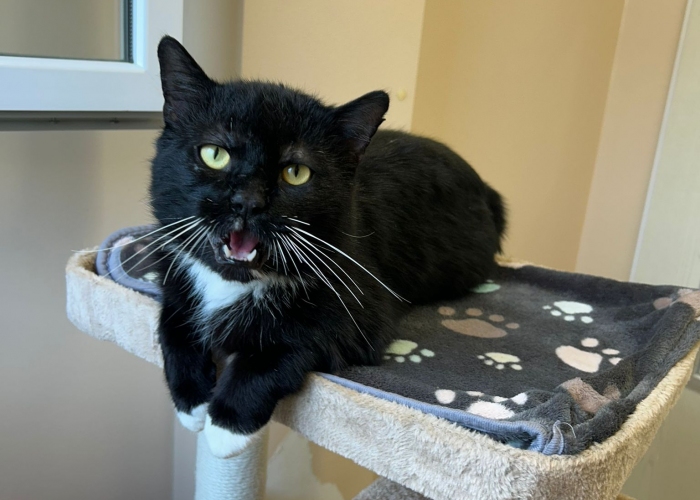 Katze, EKH, Kome, Tierheim Burgdorf